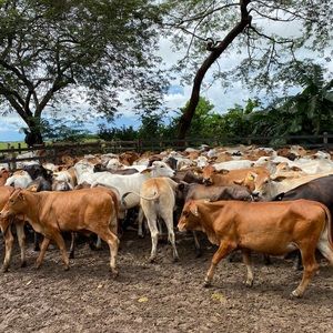 Meet your Posher, Lizzet